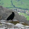 Anche quest’uccello sembra godersi il panorama fantastico dalla vetta del Sassongher. Foto: BS, &copy; Peer
