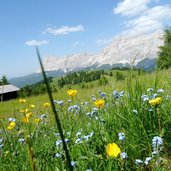 RS wiesen am weg zum piz sorega dahinter fanesgruppe