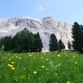 RS col de tramesc blick auf heiligkreuzkofel und trollblumen