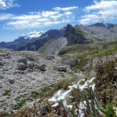 edelweiss auf gardenaccia