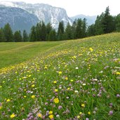 blumenwiesen weg badia la crusc