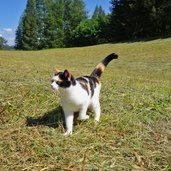 katze auf wiese