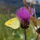 disteln und postillion falter gelbling