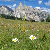 blumenwiese bei piz arlara