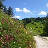 wiesen bei valacia an der roda de armentara