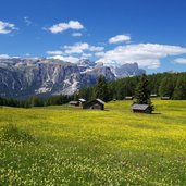 armentara wiesen panorama fr