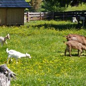 ziegen bei uetia ranch de andre baita huette