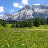 armentarawiesen blumen fruehling fanesgruppe naturpark fanes sennes prags fr