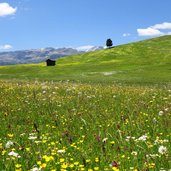 armentarawiesen blumen fruehling