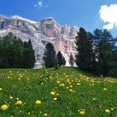 col de tramesc blick auf heiligkreuzkofel und trollblumen fr