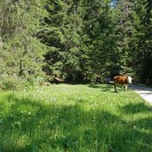 kuh bei abzweigung weg b lalunch