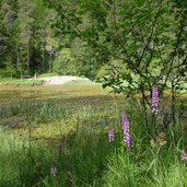 lech dla lunch und knabenkraut orchidee