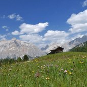 bluehende almwiesen bei pralongia dahinter fanesgruppe