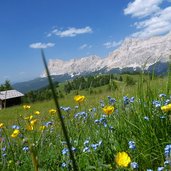 wiesen am weg zum piz sorega dahinter fanesgruppe