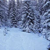 la val winter wald bei colz di dentro