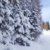 schneeschuh wanderweg bei rit la val schnee auf baum