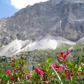 alpenrosen dahinter lagazuoi