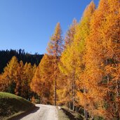 laerchen herbst am weg nr unterhalb antoniusjoch la val fr