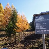 herbst laerchen tafel schild naturpark fanes sennes prags