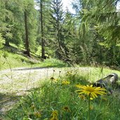 waldweg wengen rit