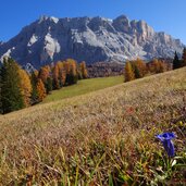 enzian auf armentara wiesen im herbst