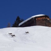 rehe bei huette roda de armentara winter