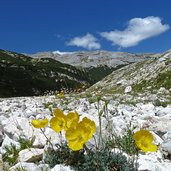 alpenmohn im geroellkegel