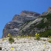 alpen mohnblumen auf geroell bei ju dal ega tagedajoch fanes