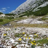 alpenmohn am wasser