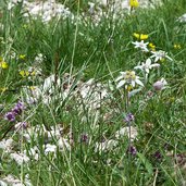 edelweiss und blumen am wegrand