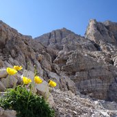 alpenmohn am dolomiten hoehenweg sella