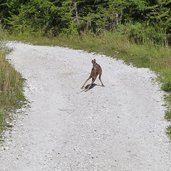 forstweg juel rehkitz