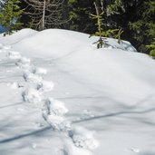 schneeschuh spuren im schnee