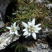 edelweiss stella alpina