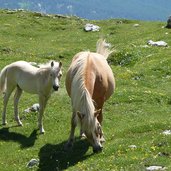 haflinger pferde auf gardenaccia wiesen