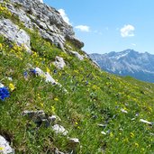 landschaft noerdliche gardenaccia blumen