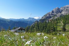 edelweiss bei gardenaccia huette dahinter marmolada