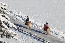 RS winter haflinger pferde reiten