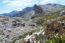 RS edelweiss auf gardenaccia