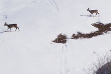 RS rehe winter