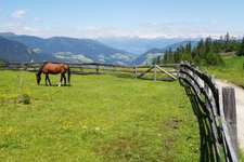 RS pferd armentara wiesen dahinter alpenhauptkamm