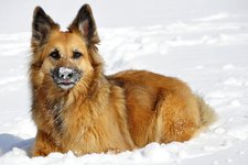 Hund Schnee katja pixabay cc publicdomain