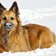 Hund Schnee katja pixabay cc publicdomain