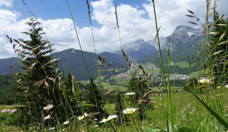 badia blumenwiesen bei castalta