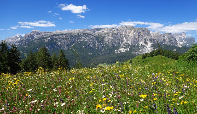 wiesen bei cialaruns badia natur