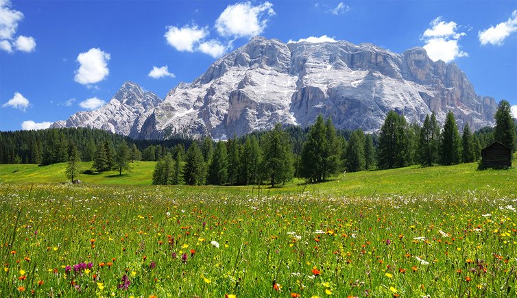 armentara wiesen blumen fanes