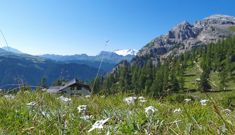 edelweiss bei gardenaccia huette dahinter marmolada