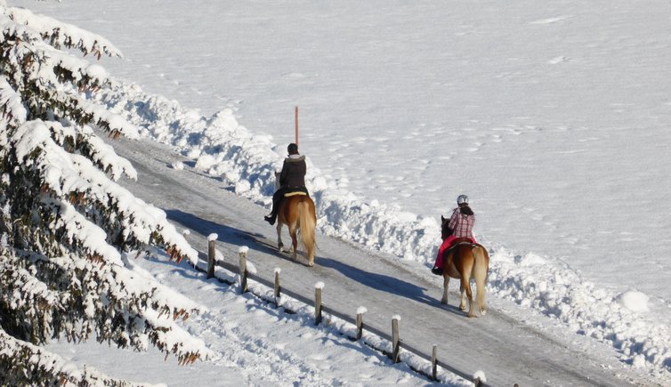 RS winter haflinger pferde reiten