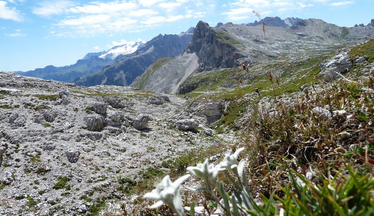 RS edelweiss auf gardenaccia