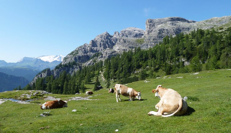 RS kuehe bei gardenaccia huette dahinter sassongher und para dai giai